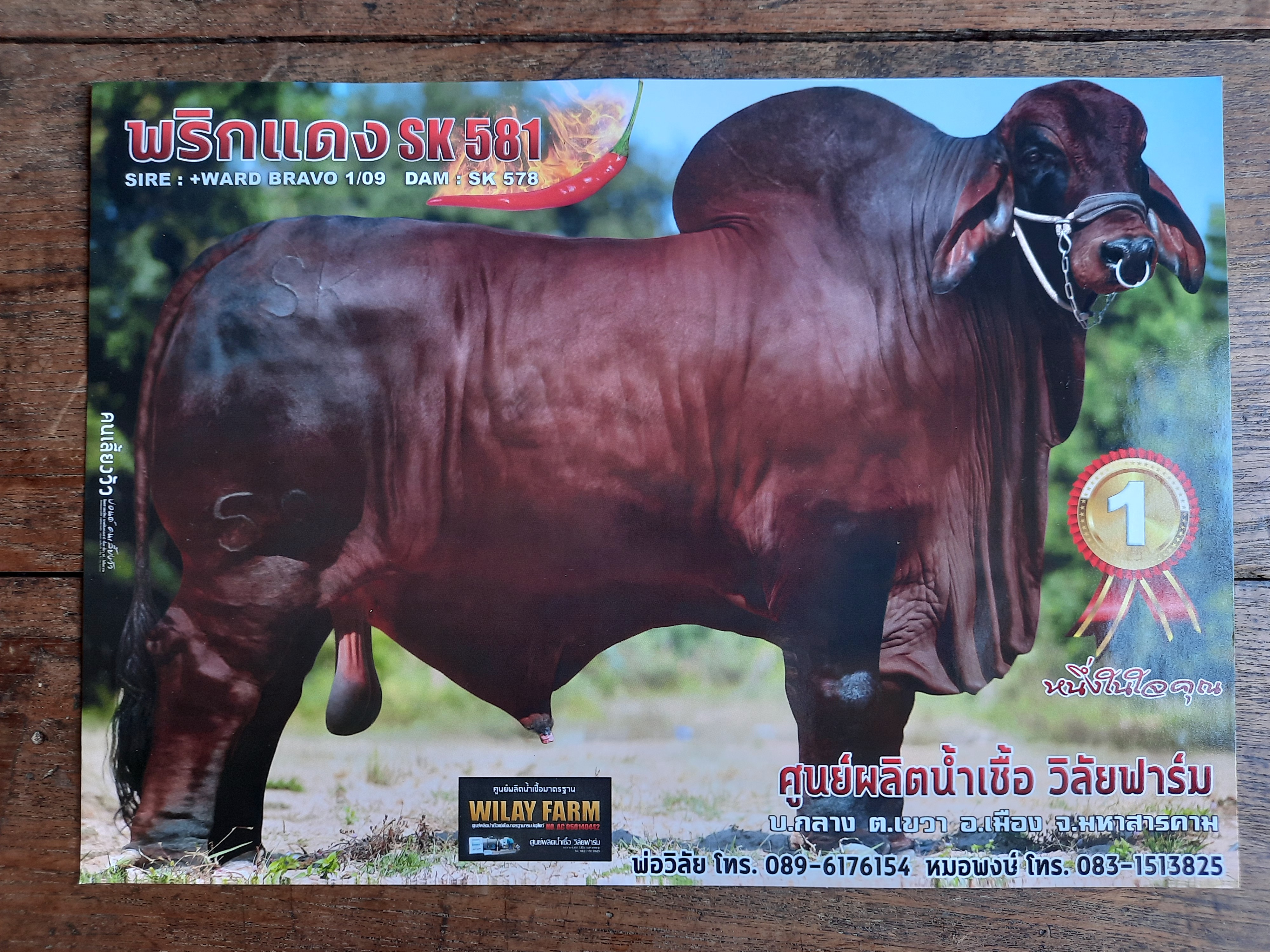พริกแดง