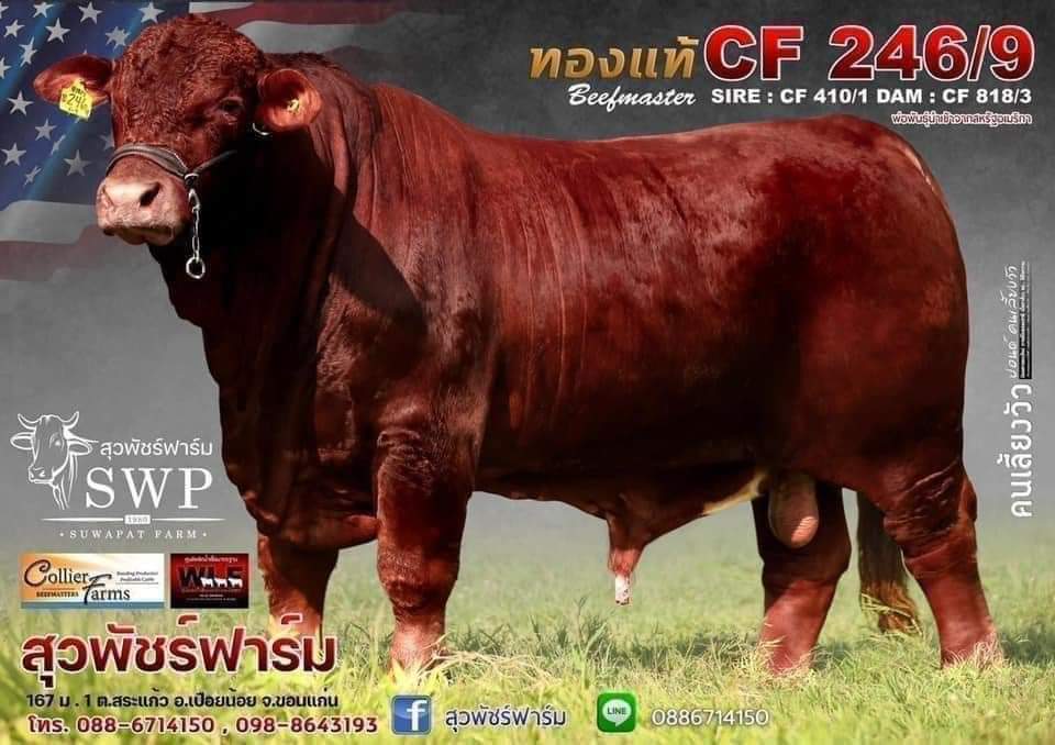 ทองแท้ CF 246/9
