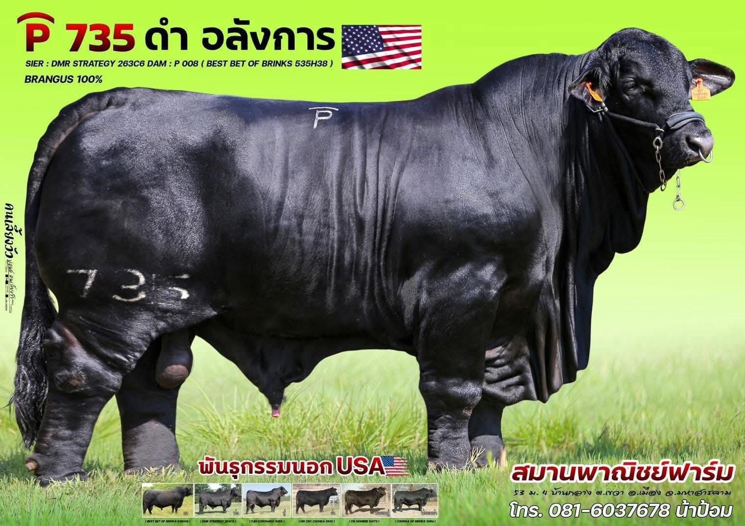 P 735 ดำ อลังการ