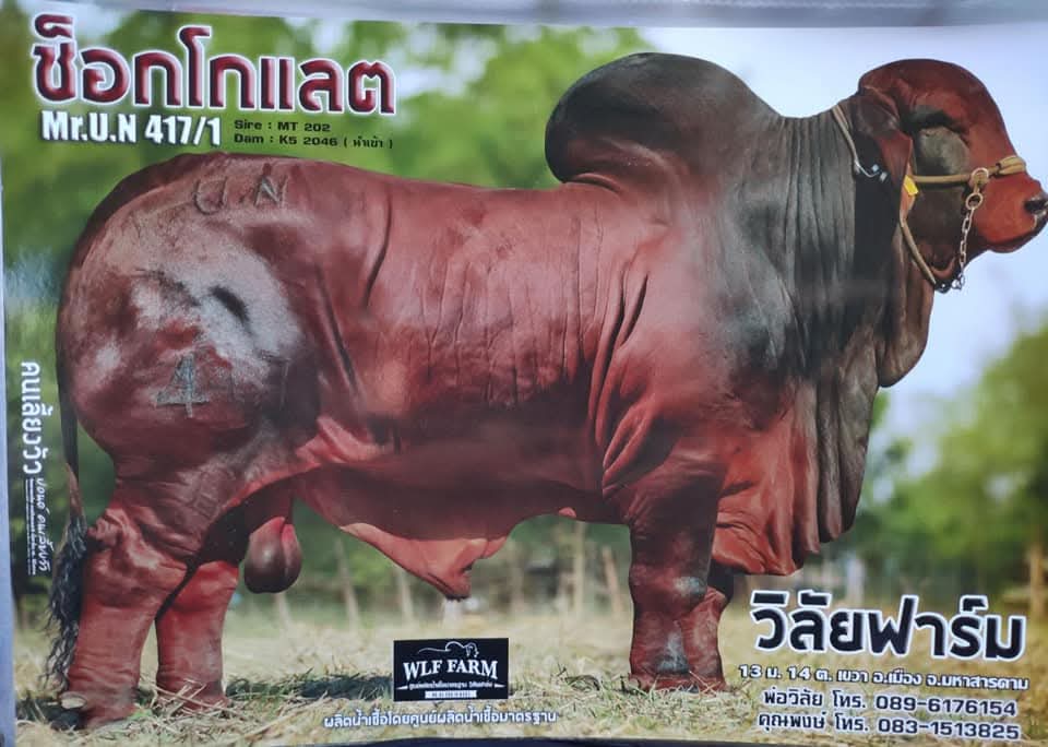 Mr.U.N. 417/1 ช็อกโกแลต