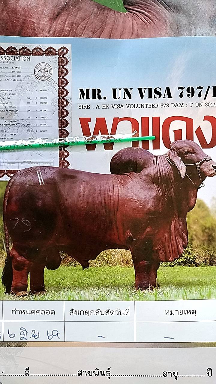 Mr.UN797/1