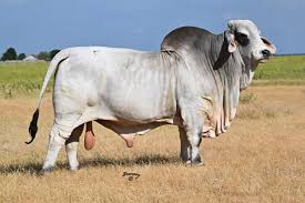 MORENO MR. KASHMR 937